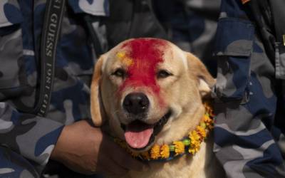 Cães do Nepal celebrados no festival Kukur Puja