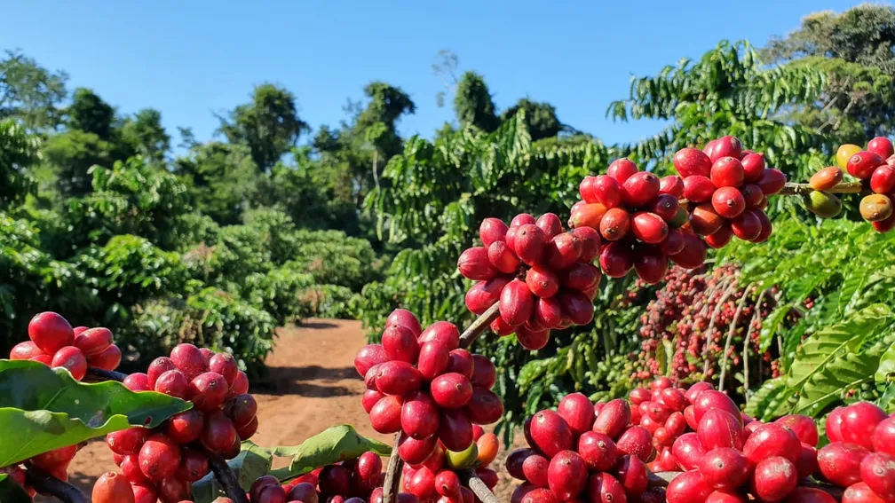 Cafacaremilhoficammaisbaratosnestaquarta-feira15_0660412001739152856.webp