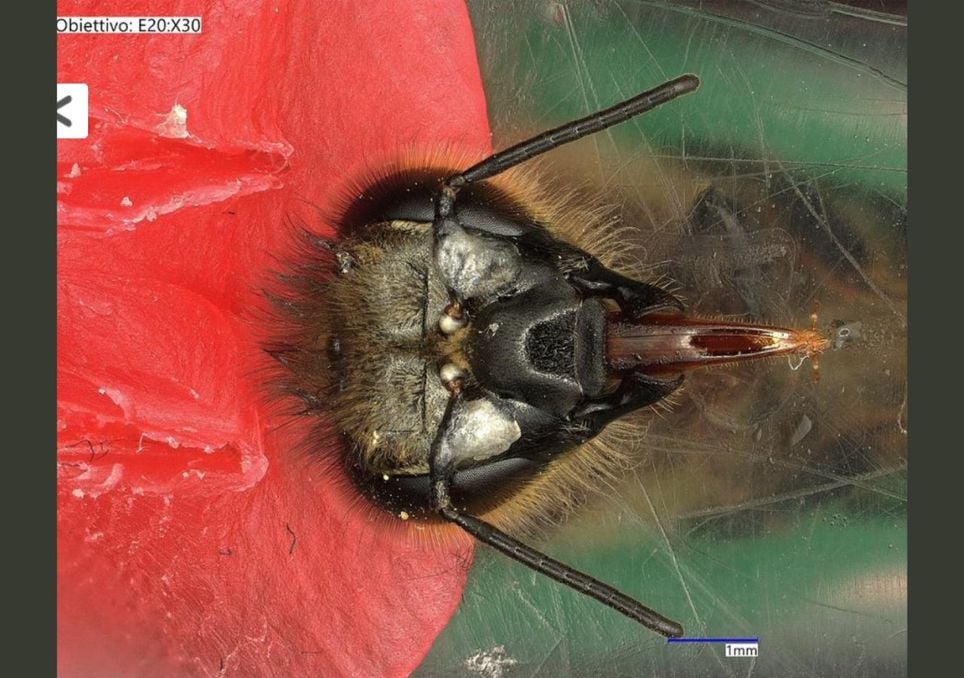 Abelha no microscópio