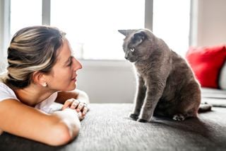 Sabia que os gatos podem ajudar a reduzir a ansiedade e o stress? Especialistas explicam como