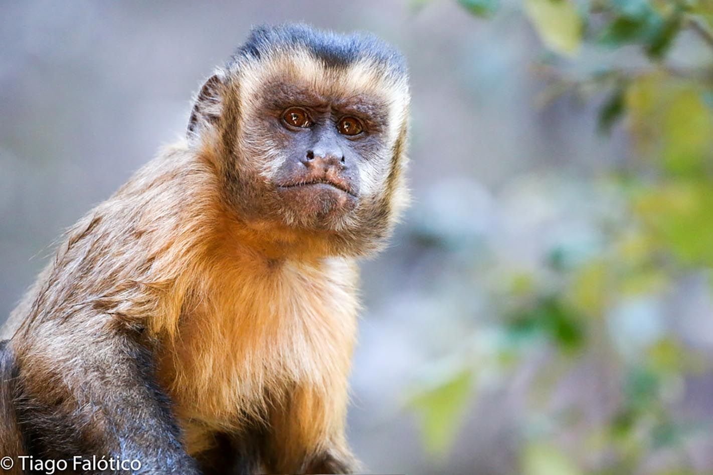 macaco-prego.jpg