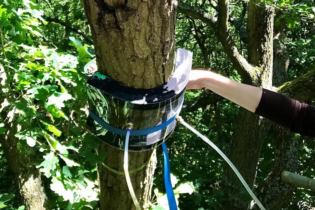 Medindo-a-absorção-de metano-pelas-árvores.jpg