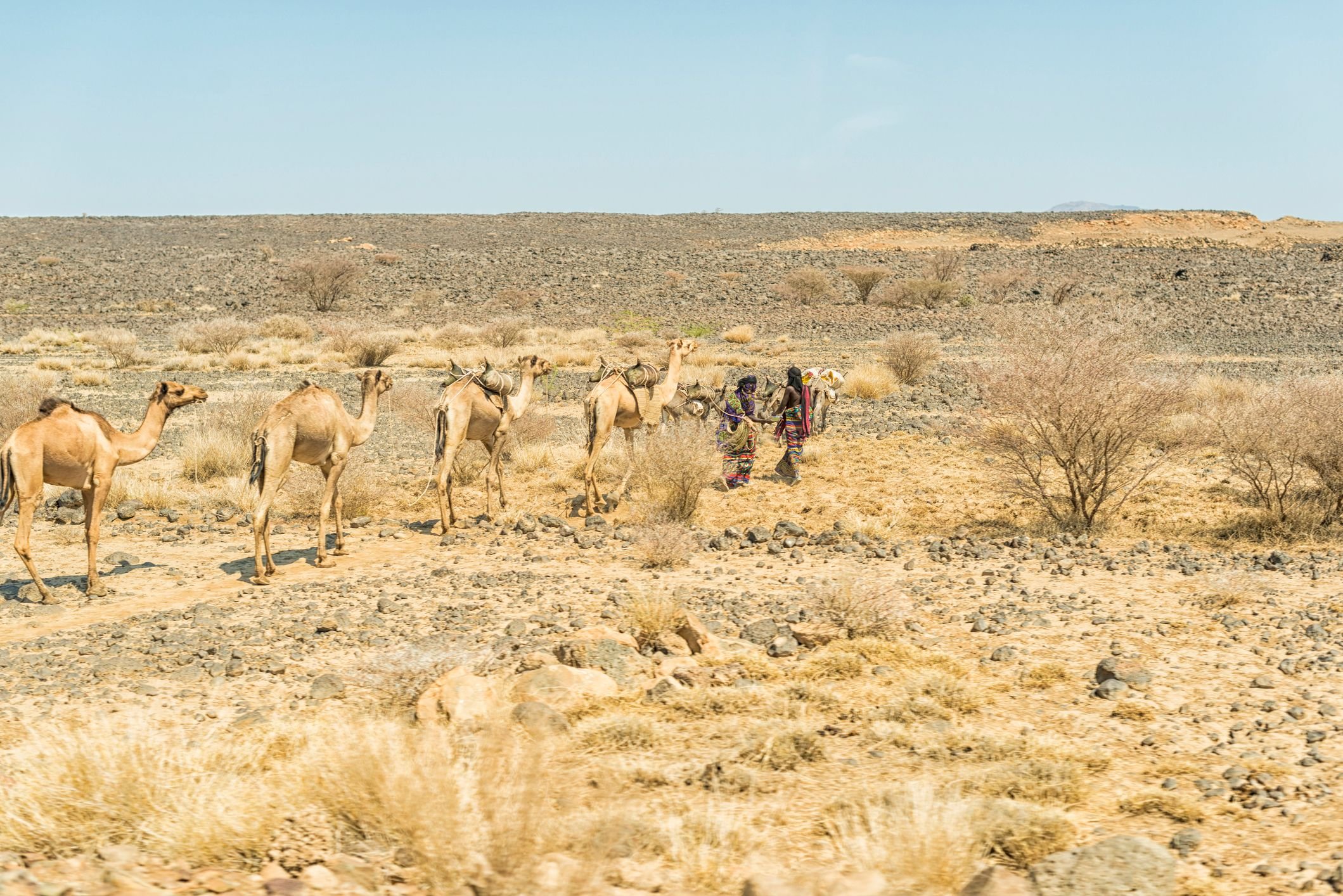Camelos-e-homens-na-Depressão-de-Afar.jpg