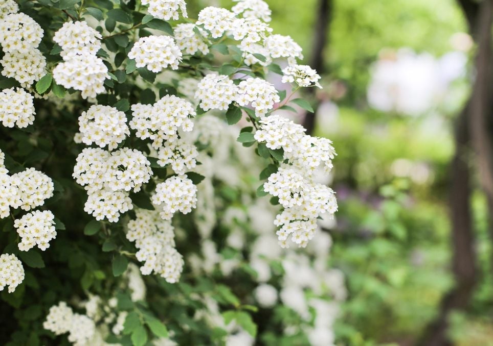 flor buquê-de-noiva