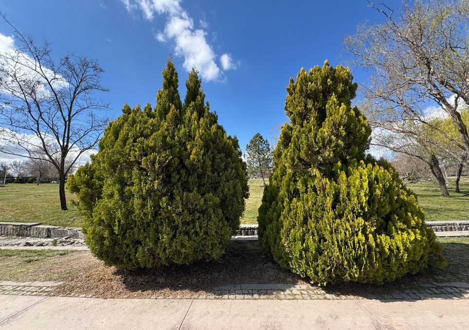 Tuia americana, cipreste