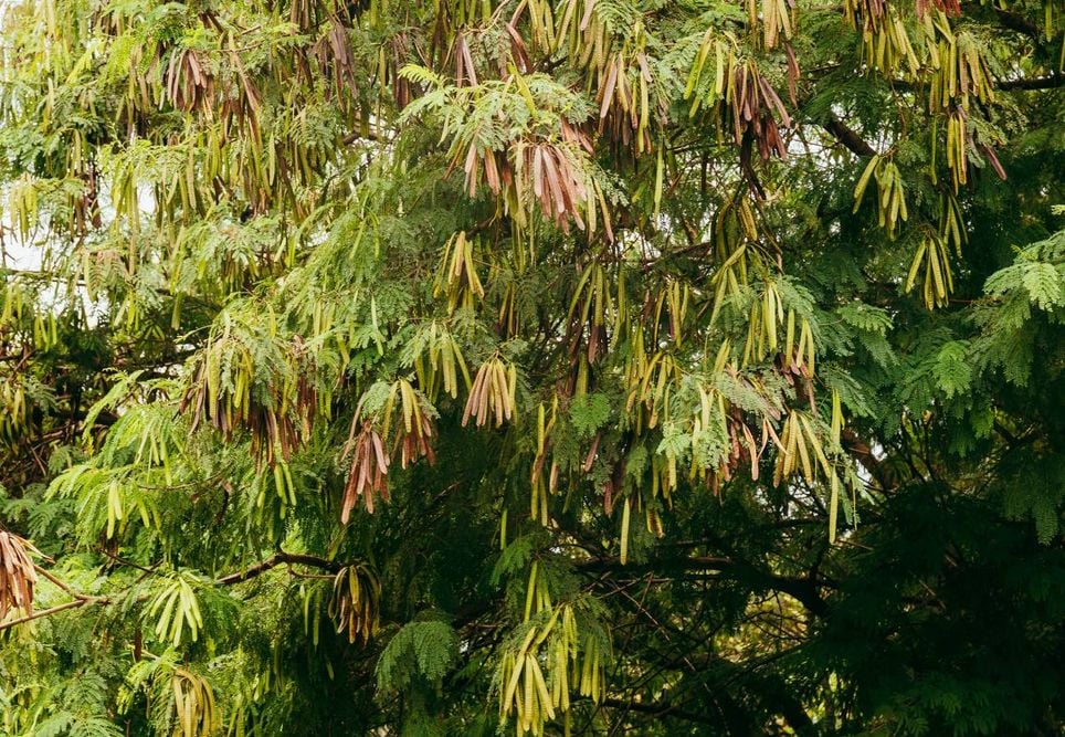 árvore leucena árvore leucena