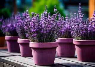 Como cuidar de lavanda em vasos: dicas para um crescimento saudável e flores abundantes