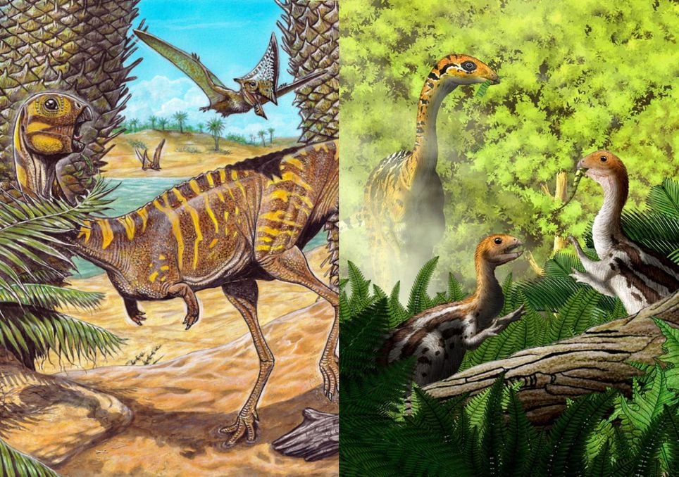 Artes conceituais de Berthasaura leopoldinae e Limusaurus inextricabilis.
