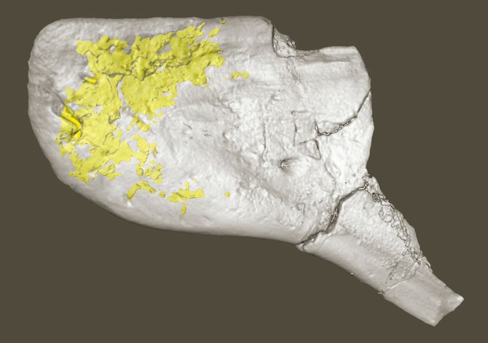 Tomografias de ossos dentários de dinossauros terópodes.