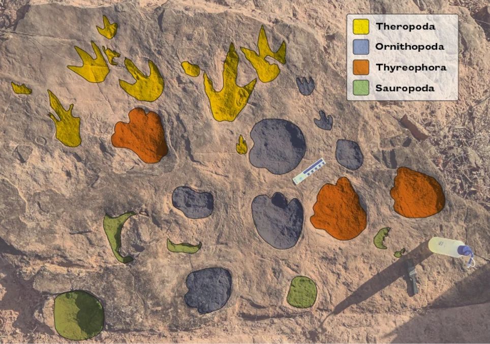 Rastros deixados a cerca de 90 milhões de anos em uma lagoa da Bacia Bauru.