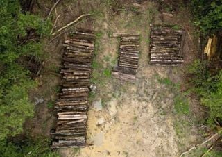 Desmatamento na Amazônia para construção de estrada para a COP30 gera controvérsias