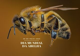 Dia Mundial da Abelha: Descubra o lado oculto destas polinizadoras e prepare-se para ficar boquiaberto