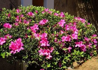 Inverno chegando: veja 5 plantas ornamentais que são resistentes ao frio e crescem bem nesta estação