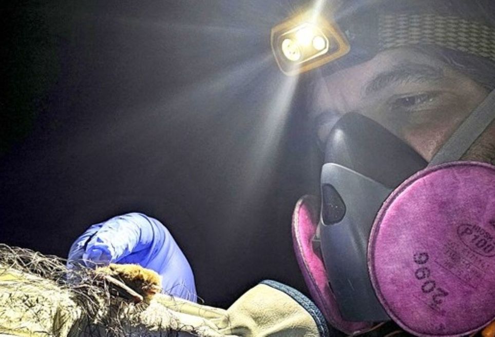 Segundo os pesquisadores, a nova espécie de morcego está presente, principalmente, no Pantanal, mas também nas bordas com o Cerrado e a Mata Atlântica