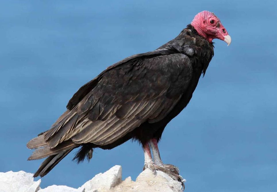 urubu-de-cabeça-vermelha (Cathartes aura)