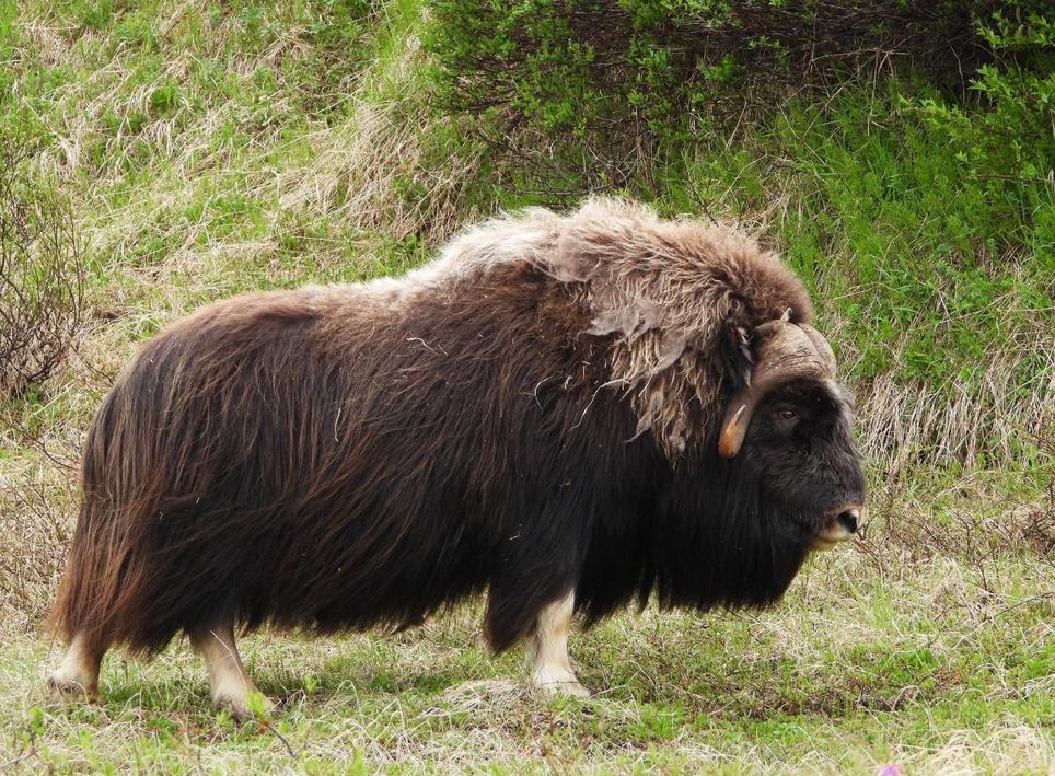 boi-almiscarado (Ovibos moschatus)
