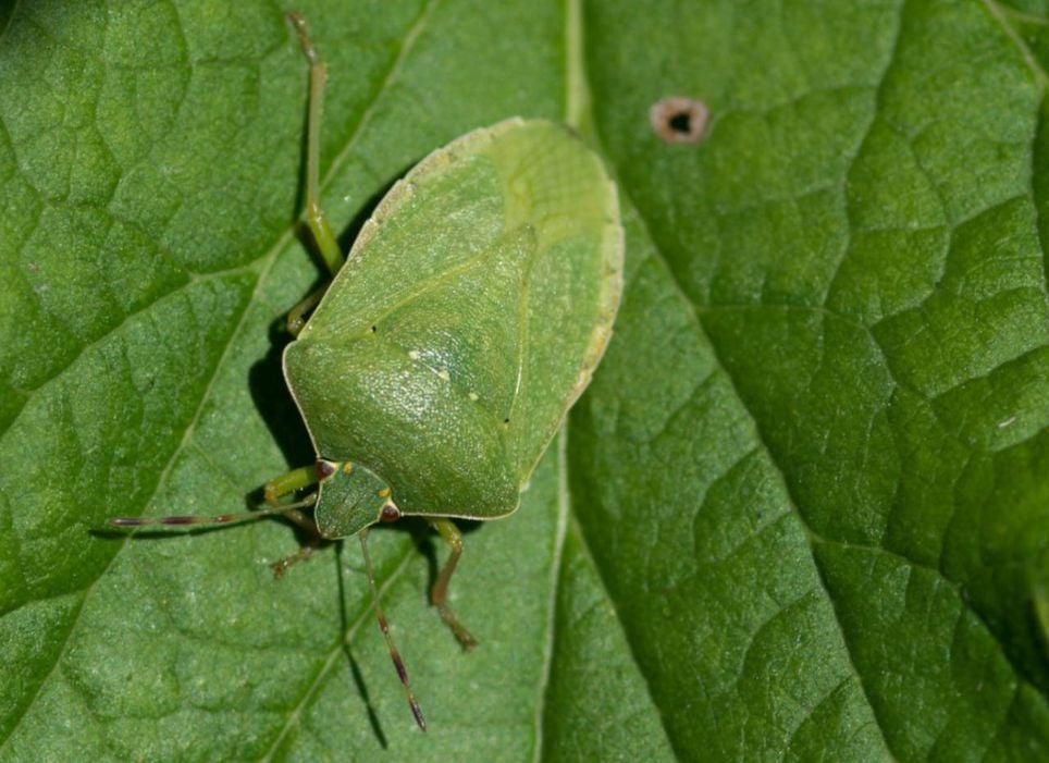 Percevejo-verde (Nezara viridula)