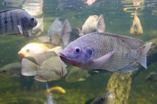 Tilápias com respeito: nova norma eleva a aquicultura a um novo patamar de bem-estar e sustentabilidade