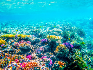 Avanço revolucionário: protetor solar promete forte proteção UV sem prejudicar os recifes de corais