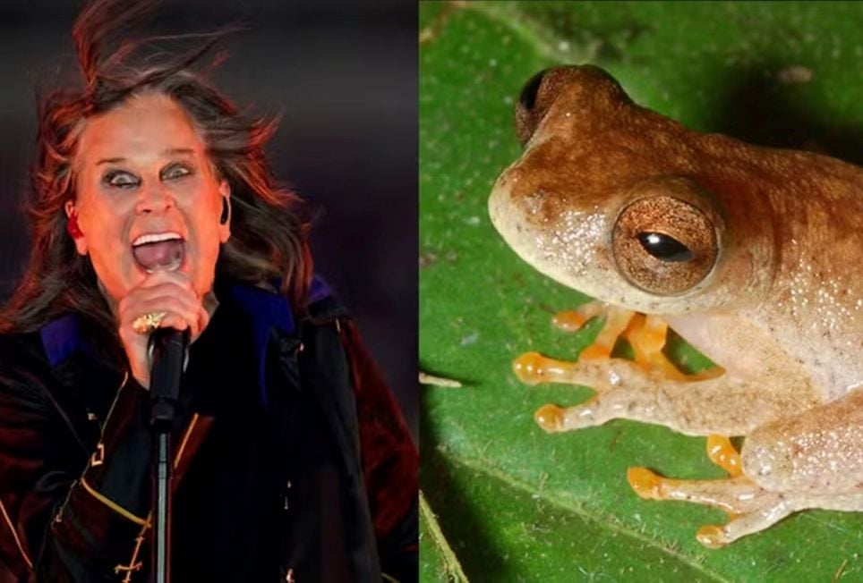 Príncipe das Trevas ganha homenagem na Amazônia com sapo que canta como morcego — Foto: Divulgação Príncipe das Trevas ganha homenagem na Amazônia com sapo que canta como morcego — Foto: Divulgação