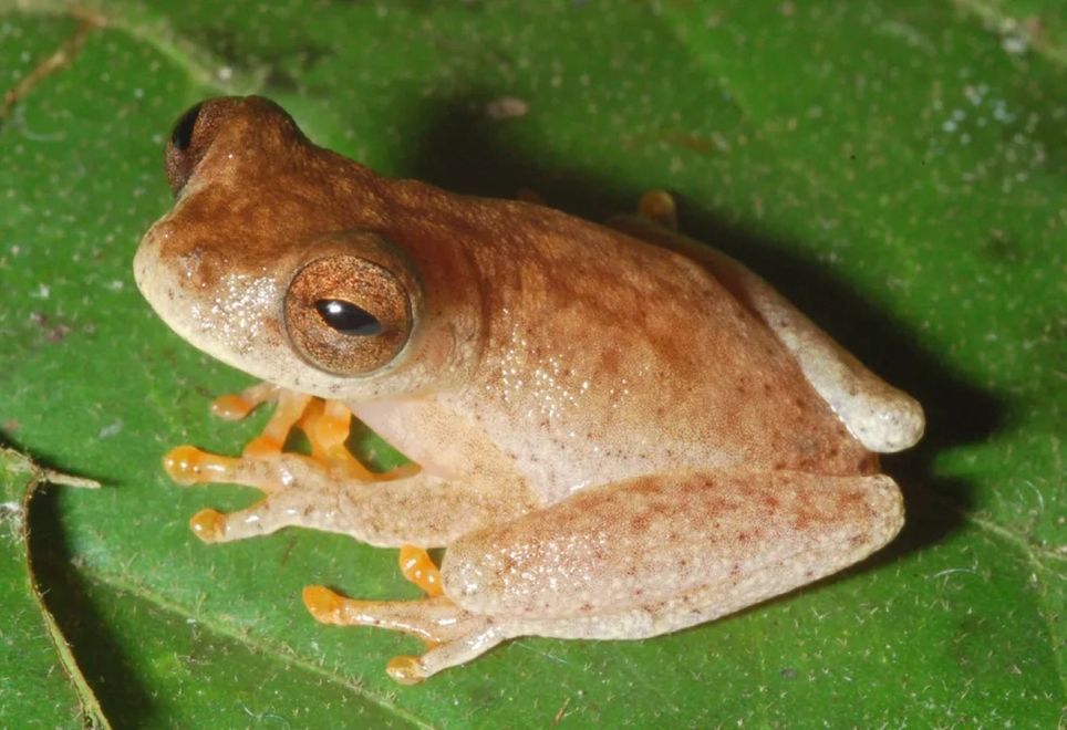 O novo anfíbio pertence ao gênero Dendropsophus, do qual fazem parte outras 88 espécies — Foto: Pedro Peloso/Acervo Pessoal O novo anfíbio pertence ao gênero Dendropsophus, do qual fazem parte outras 88 espécies — Foto: Pedro Peloso/Acervo Pessoal