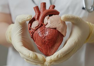 É assim que pesquisadores de Stanford estão projetando vasos sanguíneos para imprimir corações humanos em 3D