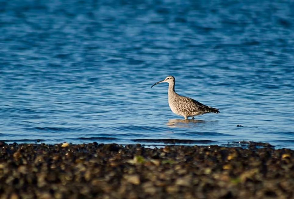 Maçarico-de-bico-torto (Numenius hudsonicus) também enfrenta desafios decorrentes do avanço do mar na costa — Foto: Alejandra / iNaturalist