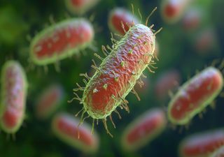 Bactéria responsável pela Grande Peste causa morte no Arizona e reabre discussão sobre vigilância sanitária