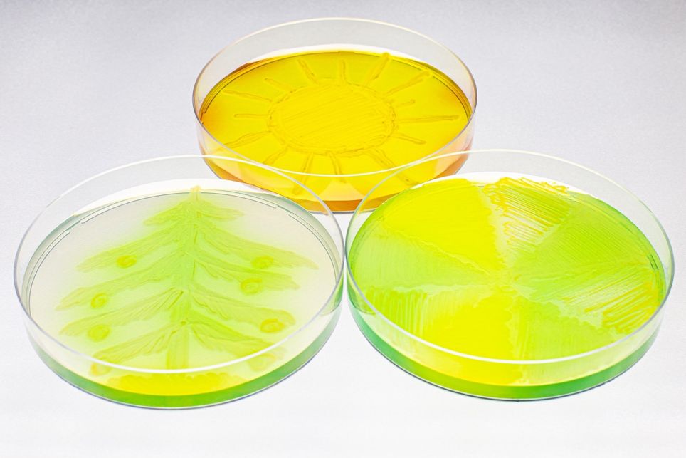 bactéria, colonias bactéria, colonias