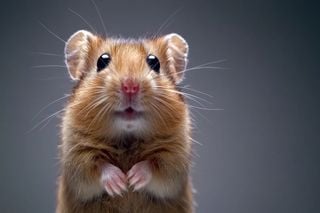 Coração humano em porcos; cérebro humano em camundongos: o futuro da medicina já começou