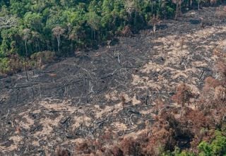 Desmatamento na Amazônia cresce 8,4%, enquanto Cerrado registra queda de 22,5%