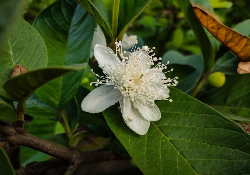 Flor de goiaba.