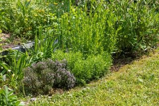 Chá que combate a ansiedade e melhora a qualidade do sono: benefícios e preparo