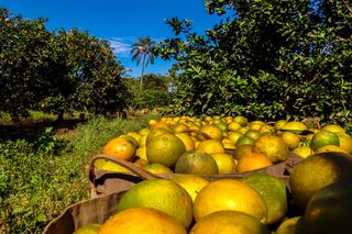 Frio, frutas e finanças: as razões por trás da queda no preço da laranja brasileira