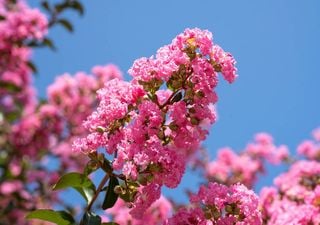 A planta de crescimento rápido que floresce mais de 120 dias por ano e requer pouco trabalho: a favorita dos jardineiros