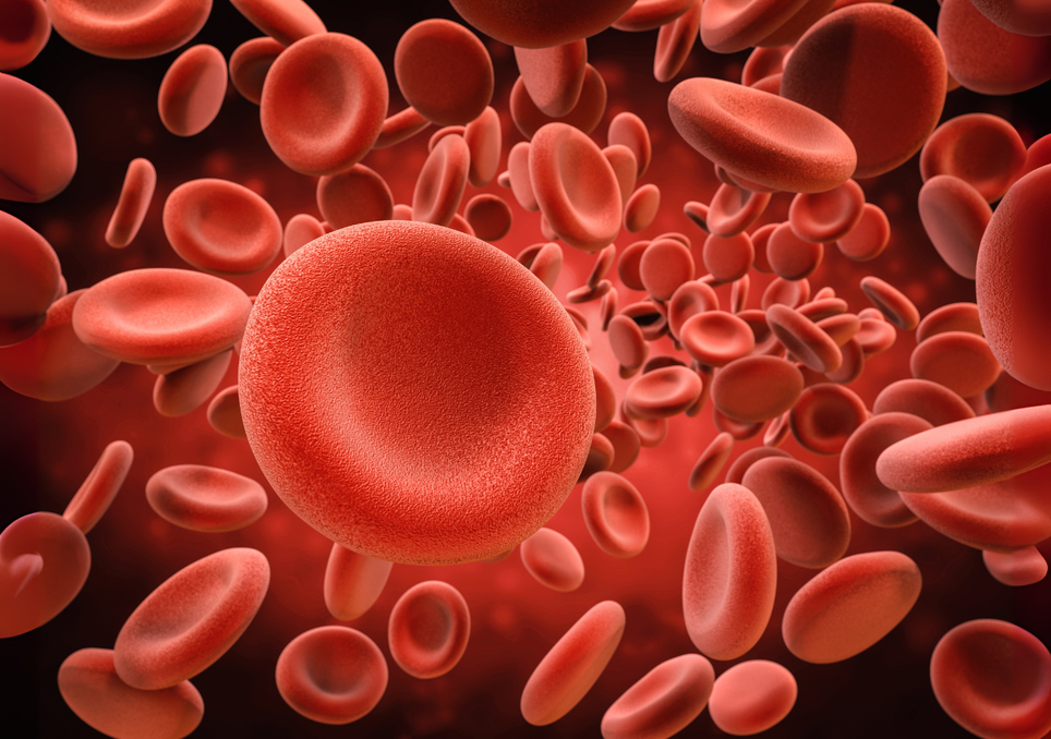 Glóbulos vermelhos Glóbulos vermelhos