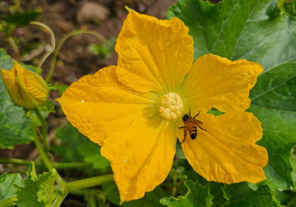 abelha sobre uma flor