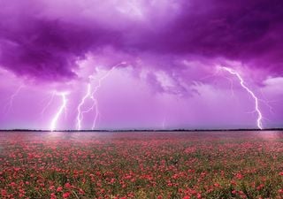 Cientistas descobrem que partículas como o pólen podem ser cruciais para formar precipitação intensa