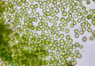 Remédios de uso comum estão destruindo algas essenciais à vida nos oceanos, diz pesquisa da USP