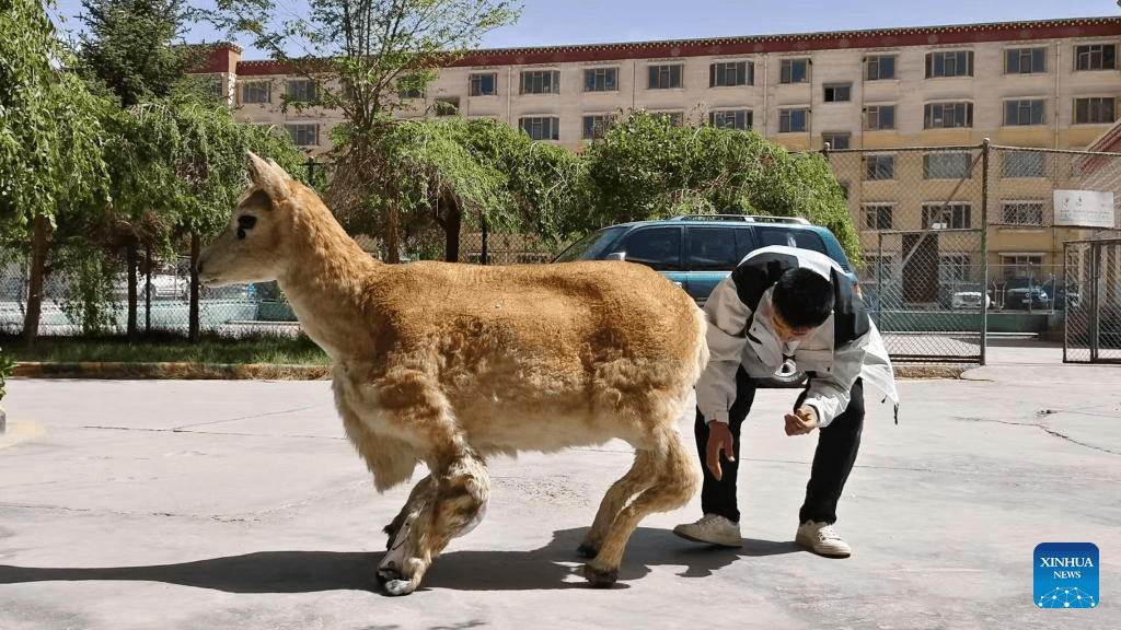 robo-antilope-sendo-preparado