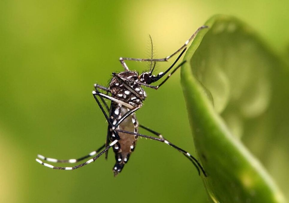 mosquito Aedes aegypti