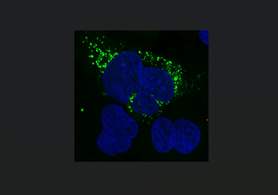Células, microproteínas Células, microproteínas