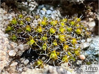 Planta pioneira se adapta à radiação e pode colonizar Marte, segundo recente estudo