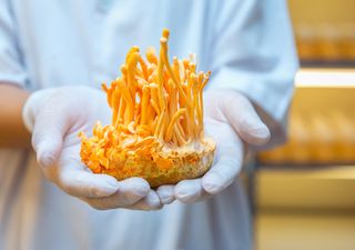 Cientistas descobrem que fungo parasitário pode ser a chave para a cura do câncer