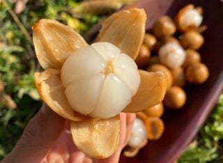 Descubra o langsat, fruta deliciosa e pouco conhecida que lembra manga e abacaxi