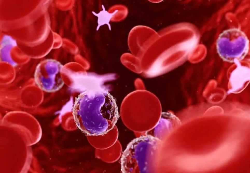 células do sangue humano