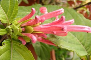 Flores secretas da Amazônia: 21 novas espécies e 2 subespécies de Justicia revelam tesouros escondidos