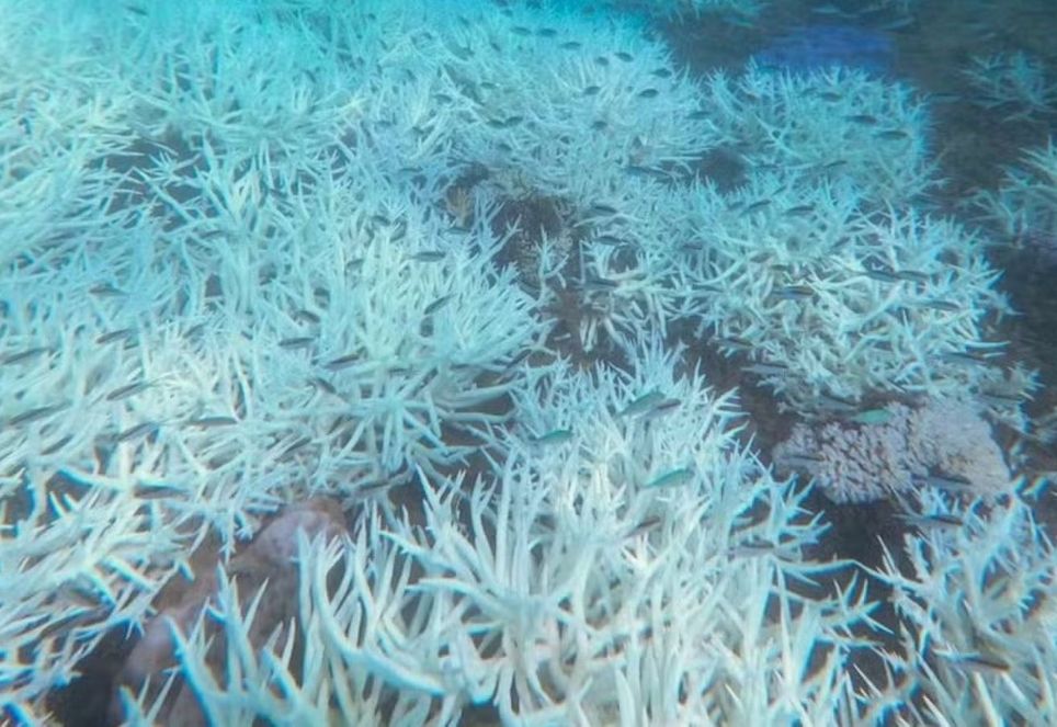Colônias de corais branqueados na Ilha Miall, no sul da Grande Barreira de Corais, durante o evento de branqueamento em massa de corais em 2024 — Foto: Joshua Parker, AIMS