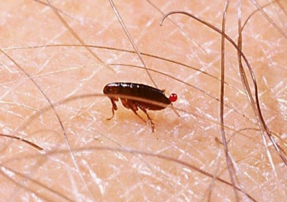 Pulga infectada transmite peste a homem nos EUA e caso reforça importância da prevenção em áreas silvestres.