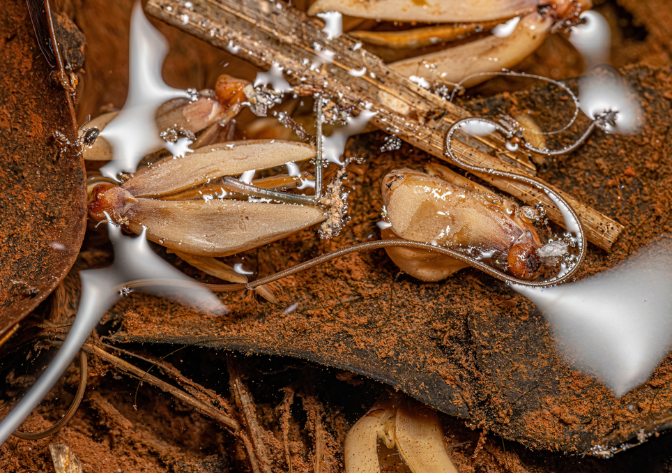 parasita; zumbi; natureza; evolução; infecção parasita; zumbi; natureza; evolução; infecção
